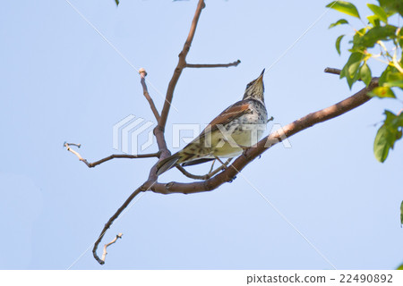 Brown-eared Bulbul (Hypsipetes amaurotic) 22490892