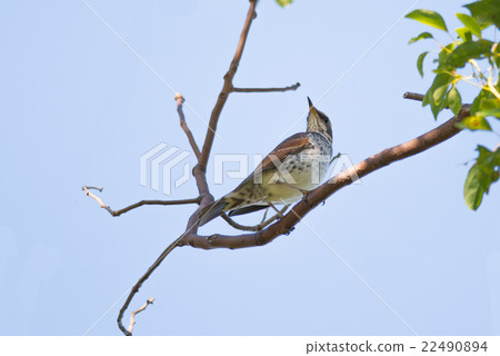 Brown-eared Bulbul (Hypsipetes amaurotic) Brown-eared Bulbul (Hypsipetes amaurotic) 22490894
