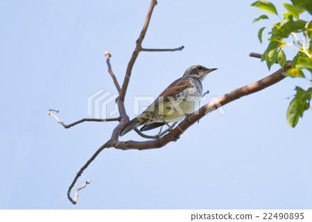 Brown-eared Bulbul (Hypsipetes amaurotic) Brown-eared Bulbul (Hypsipetes amaurotic) 22490895