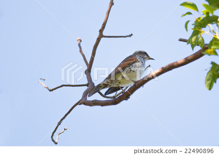Brown-eared Bulbul (Hypsipetes amaurotic) Brown-eared Bulbul (Hypsipetes amaurotic) 22490896