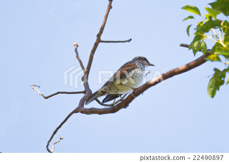 Brown-eared Bulbul (Hypsipetes amaurotic) Brown-eared Bulbul (Hypsipetes amaurotic) 22490897