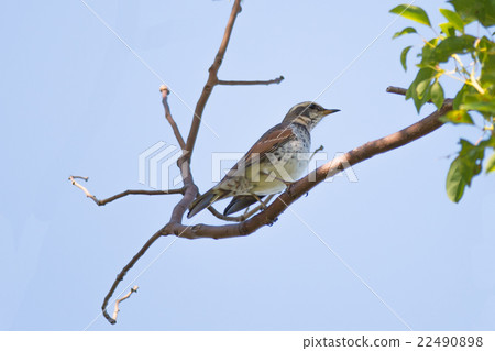 Brown-eared Bulbul (Hypsipetes amaurotic) Brown-eared Bulbul (Hypsipetes amaurotic) 22490898