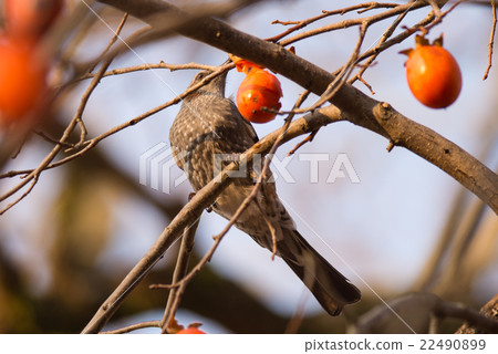 Brown-eared Bulbul (Hypsipetes amaurotic) 22490899
