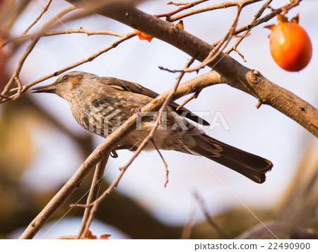 Brown-eared Bulbul (Hypsipetes amaurotic) Brown-eared Bulbul (Hypsipetes amaurotic) 22490900