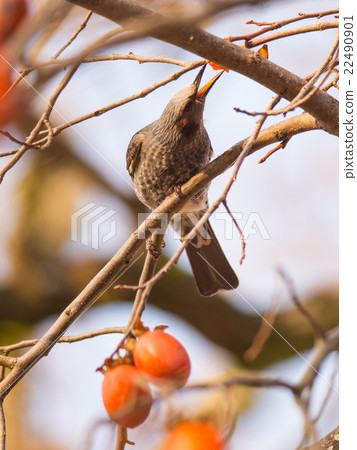 Brown-eared Bulbul (Hypsipetes amaurotic) Brown-eared Bulbul (Hypsipetes amaurotic) 22490901