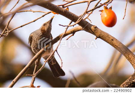 Brown-eared Bulbul (Hypsipetes amaurotic) Brown-eared Bulbul (Hypsipetes amaurotic) 22490902