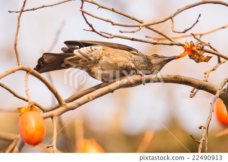 Brown-eared Bulbul (Hypsipetes amaurotic) 22490913