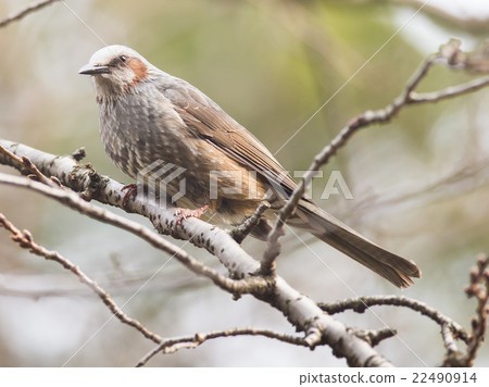 Brown-eared Bulbul (Hypsipetes amaurotic) 22490914