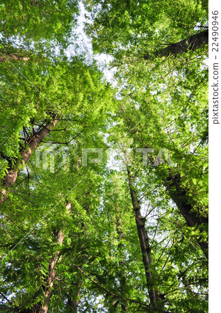 Fresh green Fresh green 22490946