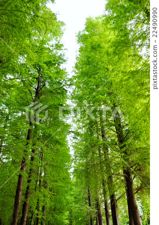 Fresh green 22490990