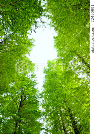 Fresh green Fresh green 22490991