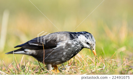 White-Cheeked Starling or grey starling White-Cheeked Starling or grey starling 22491075