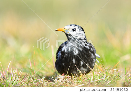 White-Cheeked Starling or grey starling White-Cheeked Starling or grey starling 22491080