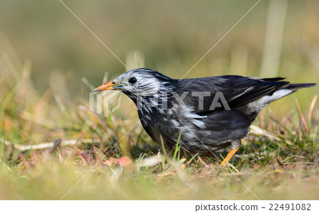 White-Cheeked Starling or grey starling White-Cheeked Starling or grey starling 22491082