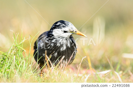 White-Cheeked Starling or grey starling White-Cheeked Starling or grey starling 22491086