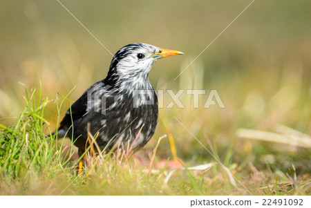White-Cheeked Starling or grey starling White-Cheeked Starling or grey starling 22491092