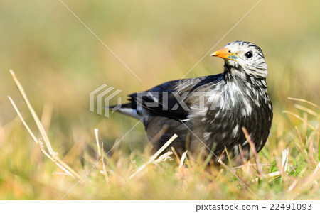 White-Cheeked Starling or grey starling 22491093