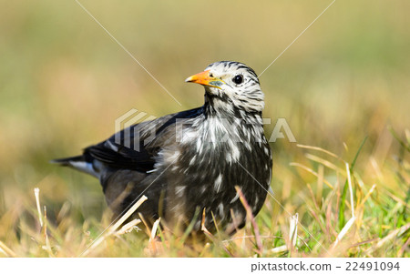 White-Cheeked Starling or grey starling 22491094