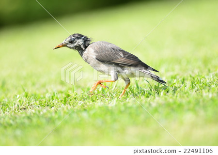 White-Cheeked Starling or grey starling 22491106