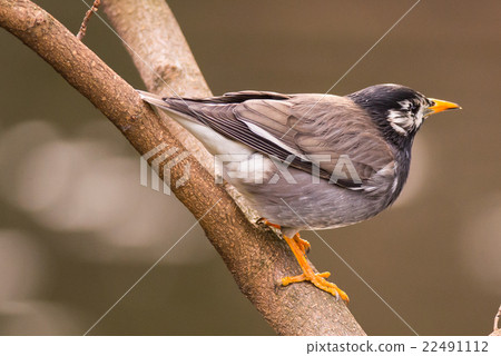 White-Cheeked Starling or grey starling White-Cheeked Starling or grey starling 22491112