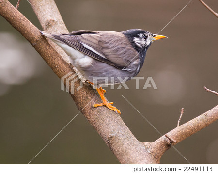 White-Cheeked Starling or grey starling 22491113
