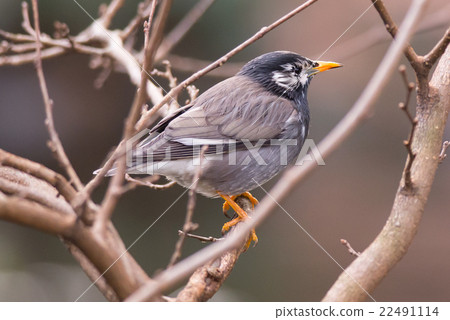 White-Cheeked Starling or grey starling 22491114