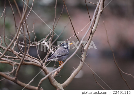 White-Cheeked Starling or grey starling White-Cheeked Starling or grey starling 22491115