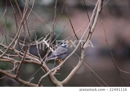 White-Cheeked Starling or grey starling White-Cheeked Starling or grey starling 22491116