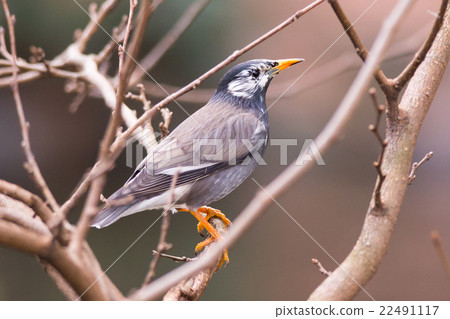 White-Cheeked Starling or grey starling 22491117