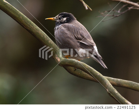 White-Cheeked Starling or grey starling 22491125