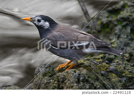 White-Cheeked Starling or grey starling White-Cheeked Starling or grey starling 22491128
