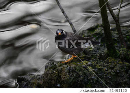 White-Cheeked Starling or grey starling 22491130