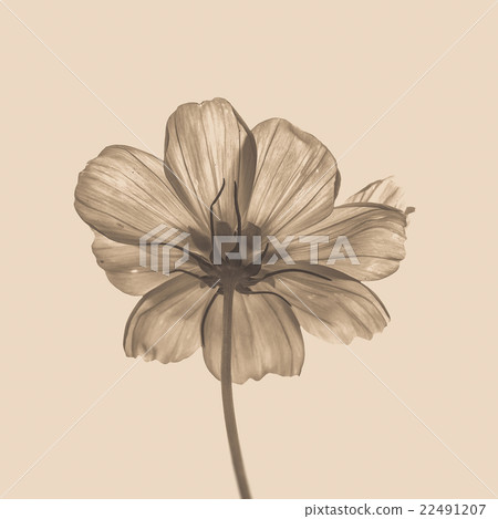 Pink flower of cosmos (filter effect used) Pink flower of cosmos (filter effect used) 22491207
