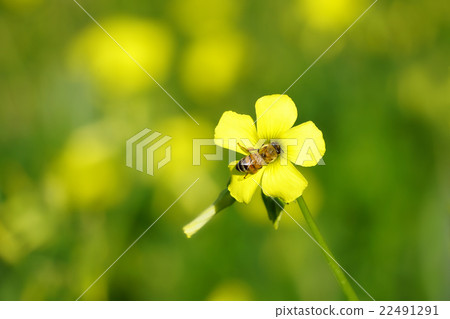 Honeybee busy eating big rhubarbly 22491291