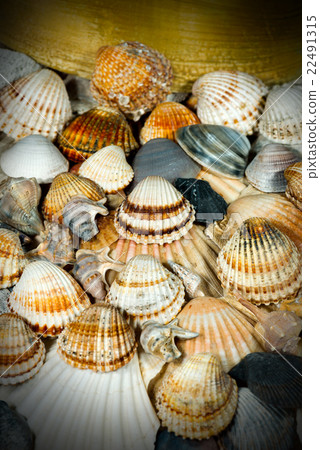 Seashells Background Seashells Background 22491315