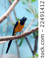 Royal Starling Golden-breasted starling  22491412