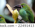 Crimson-rumped Toucanet at Philadelphia ZOO. 22491413