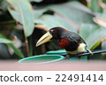 Ivory-billed Aracari Pteroglossus azara Bird 22491414
