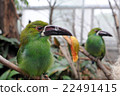 Crimson-rumped Toucanet at Philadelphia ZOO. 22491415
