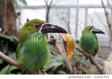 Crimson-rumped Toucanet at Philadelphia ZOO. 22491415