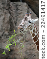 Giraffe at Philadelphia Zoo 22491417