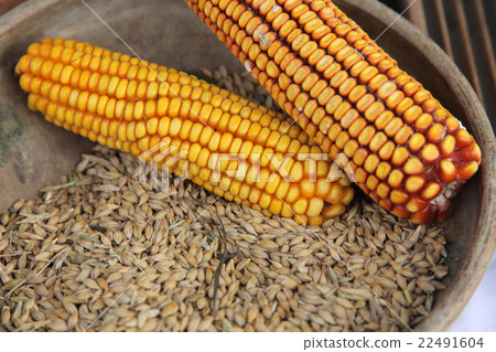 Maize cobs Maize cobs 22491604