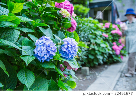 Tourist Hydrangea hydrangea hydrangea rainy early summer flower plant hydrangea image material photo material space Tourist Hydrangea hydrangea hydrangea rainy early summer flower plant hydrangea image material photo material space 22491677