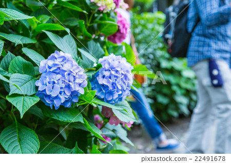 旅遊八仙花屬繡球花八仙花多雨初夏花植物八仙花屬圖像材料照片材料空間 旅遊八仙花屬繡球花八仙花多雨初夏花植物八仙花屬圖像材料照片材料空間 22491678