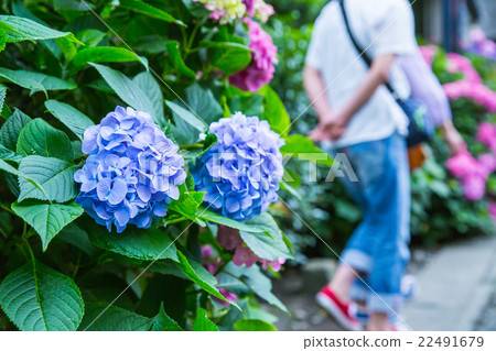 旅遊八仙花屬繡球花八仙花多雨初夏花植物八仙花屬圖像材料照片材料空間 旅遊八仙花屬繡球花八仙花多雨初夏花植物八仙花屬圖像材料照片材料空間 22491679