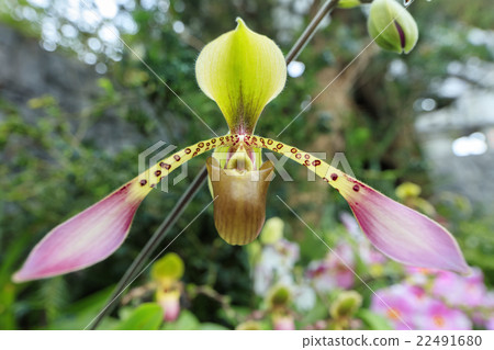 Paphiopedilum orchid flower Paphiopedilum orchid flower 22491680