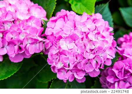 繡球花繡球花繡球花雨季初夏花卉植物繡球花圖像材料照片材料空間 22491748