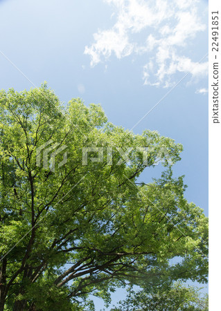 Fresh green trees 22491851