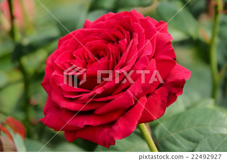 Beautiful Rose 22492927