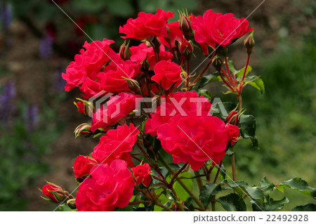 Beautiful Rose 22492928
